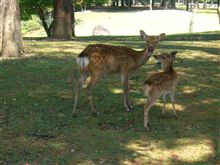 先日奈良公園散歩した時の一コマ　（No１）