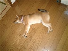 実家にて