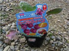 冬野菜植えたど～！！～パープルクィーン～ 