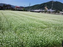 蕎麦満開