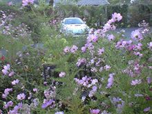 秋桜