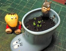 やっと芽が出た♪