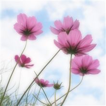 秋桜