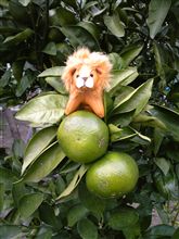 みかん(&#180;･ω･｀)