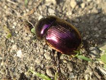 ※虫画像注意!!　なんてきれいなんだ・・・・と思った、プリンスも羨ましがるような色の虫。（古いな・・・・(^^ゞ