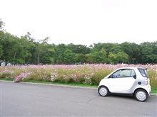 秋桜