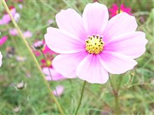コスモスって1つでもきれい