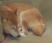 にくにくにく(*&#180;∇｀*)