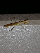 地上27ｍのカマキリ婦人