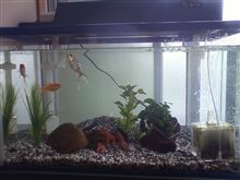 ６０センチ水槽