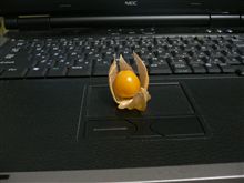 食べるほおずき！？