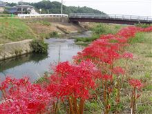 「彼岸花」其の③