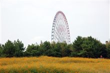オレンジ一色の秋桜。