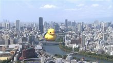 大阪のアヒル！！！