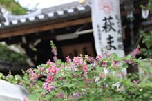 豊中　萩の寺～東光院ドライブ