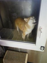 ドッグウォッシュマシン