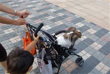リリィを乗せてみる。