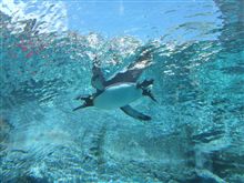 やっぱりすごいよ　ペンギン館