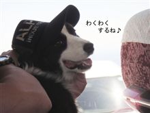 ワンコと沖縄旅行~~~ ワンコと沖縄旅行~~~