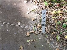 なんでもアリの道