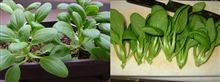 気まぐれベランダ菜園