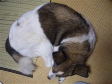 上陸しました