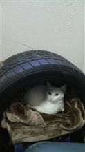 冬支度 冬支度