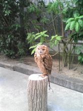 生中継:掛川鳥花鳥園