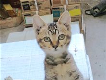 ニャンコ捕獲作戦