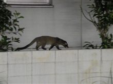 イタチ？！