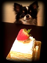 ☆HappyBirthday♪ モカちゃん ♪
