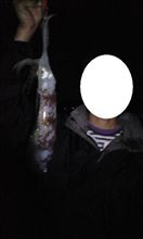 サボリの釣りネタ一気にアップ サボリの釣りネタ一気にアップ