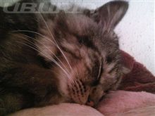 ネタのないときゃこのお方　(=^・^=)