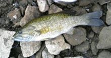 バス釣り