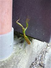 カマキリさんのフォトギャラをアップ
