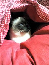 猫を呼ぶ女