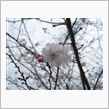 十月桜