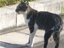 駐車場でヌコを飼っている？