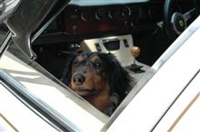 愛犬はLotusが大好き