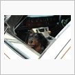 愛犬はLotusが大好き
