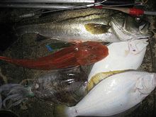 北東の風4m/s波の高さ0.5m中潮/S　～記録賞～