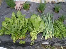 葉物野菜　収穫開始