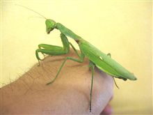 ミドリのオバサン