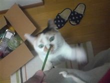 麒麟で鈴鹿
