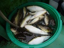 ショウサイフグ　昭栄丸
