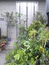 玄関前に 玄関前に
