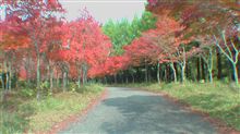 紅葉2