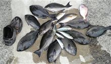 今日の釣果 今日の釣果