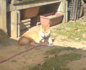 暇犬(^○^)/