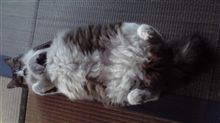 タヌキか？